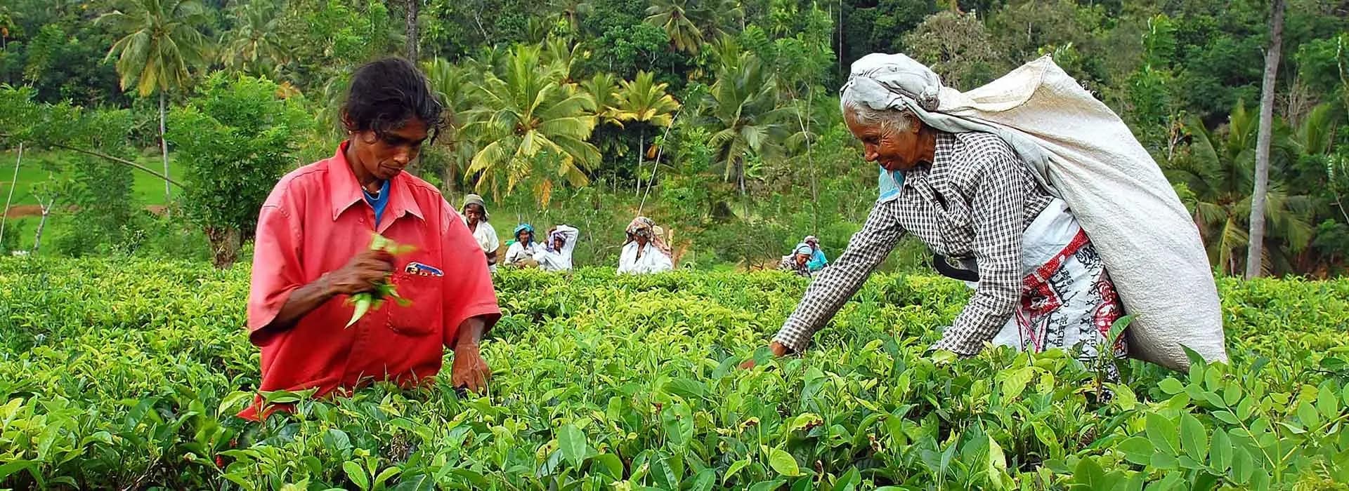 Bandarawela