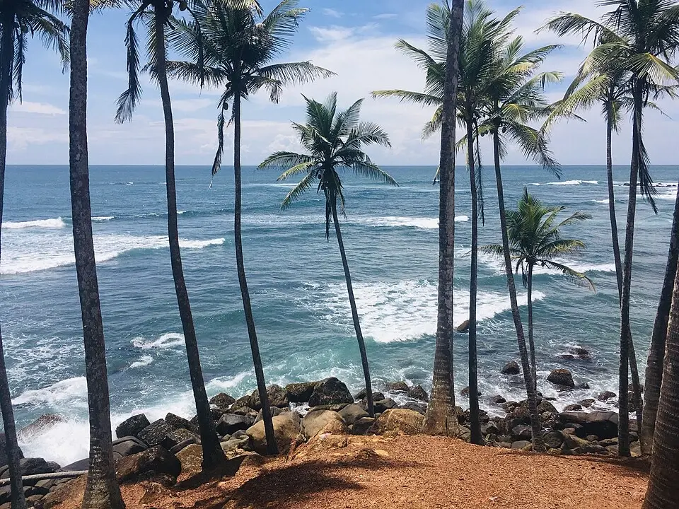 Mirissa Beach and palm trees
