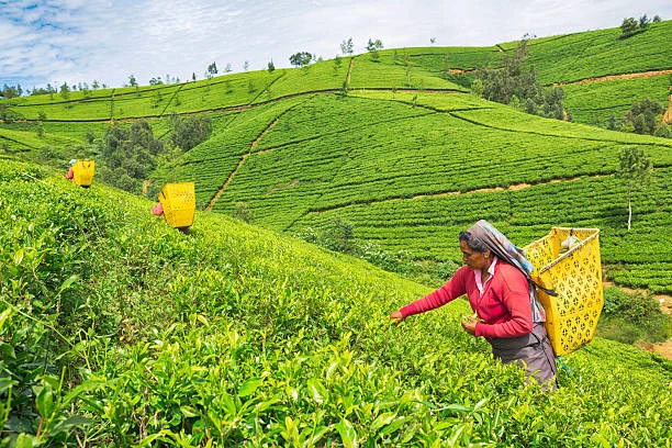 Nuwara Eliya Tea Estates